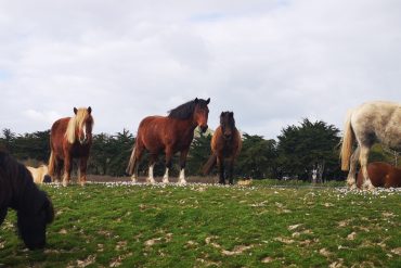 Chevaux Et Poneys Au Marais.3