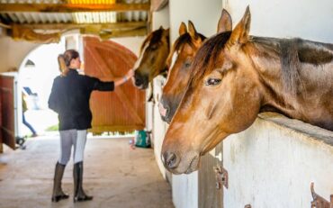 Box Centre Equestre