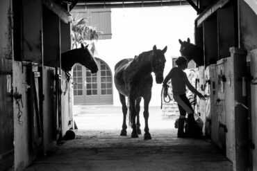 Box Paddocks Centre Equestre Ile Oleron