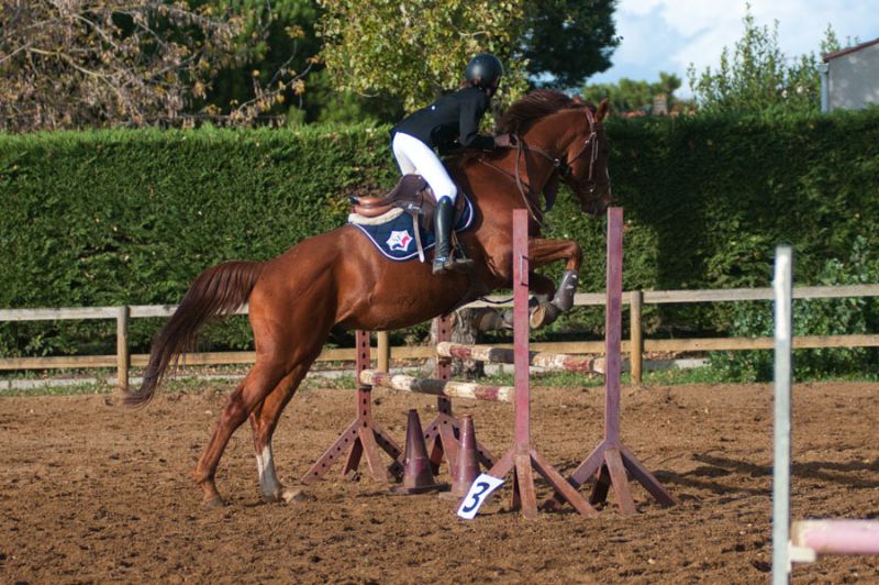 Concours Equestre