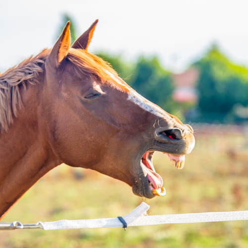 Contacter Centre Equestre Oleron