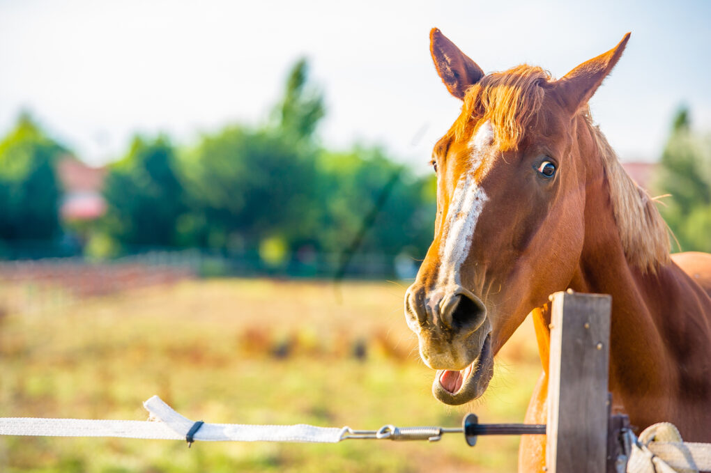 Nouveautes Centre Equestre Oleron